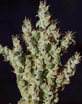 NL5 Haze Mist Feminizada