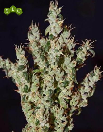 NL5 Haze Mist Feminizada
