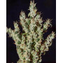 NL5 Haze Mist Feminizada