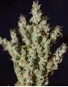 NL5 Haze Mist Feminizada