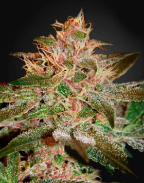 Pure Kush Feminizada