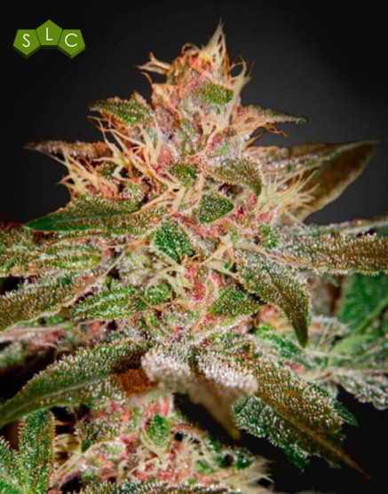Pure Kush Feminizada