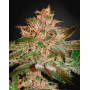 Pure Kush Feminizada