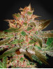Pure Kush Feminizada