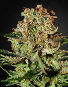 Super Bud Feminizada