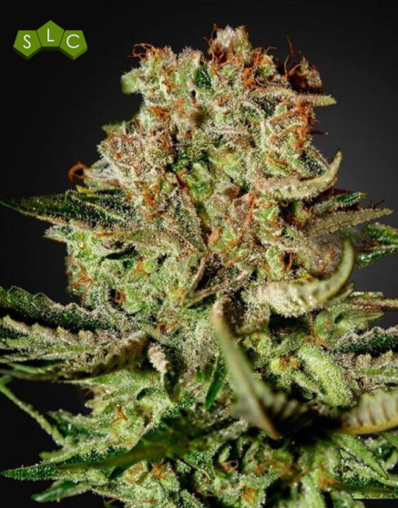 Super Bud Feminizada