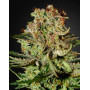 Super Bud Feminizada