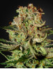 Super Bud Feminizada