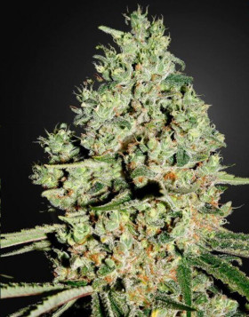 Super Critical Feminizada