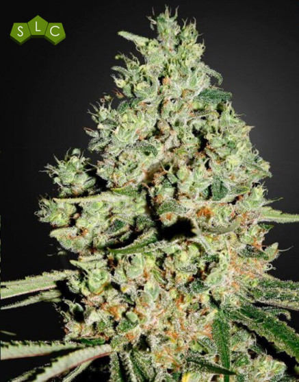 Super Critical Feminizada