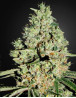 Super Critical Feminizada