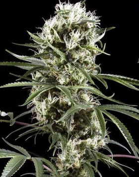 Super Lemon Haze - Los Mejores Precios