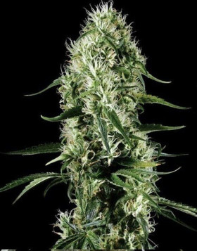 Super Silver Haze Feminizada