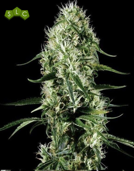 Super Silver Haze Feminizada