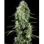 Super Silver Haze Feminizada
