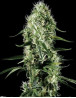 Super Silver Haze Feminizada