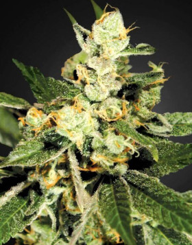 Marihuana TrainWreck - Feminizada - Envío 24 Horas en SemillasLowCost