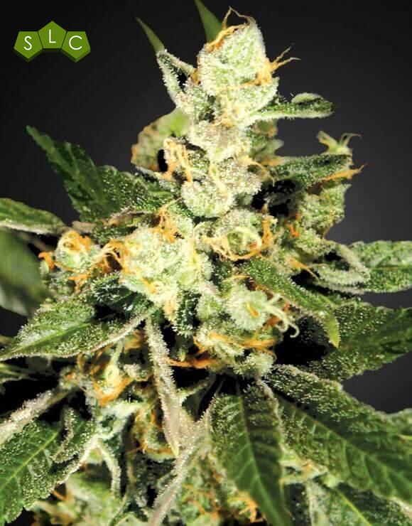 Train Wreck Green House Seeds