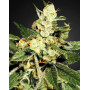 Marihuana TrainWreck - Feminizada - Envío 24 Horas en SemillasLowCost