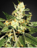 Marihuana TrainWreck - Feminizada - Envío 24 Horas en SemillasLowCost