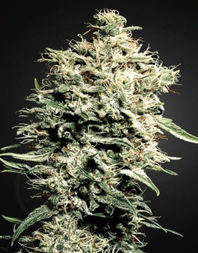 Variedad White Rhino