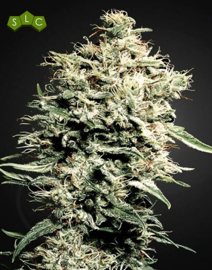 Variedad White Rhino