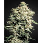 Variedad White Rhino