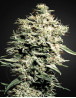 Variedad White Rhino