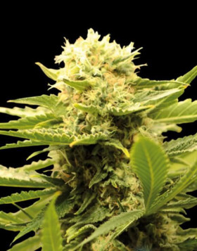 Black Dream Feminizada