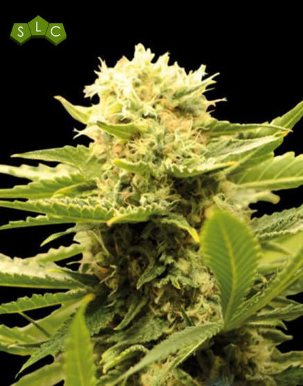 Black Dream Feminizada