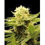 Black Dream Feminizada