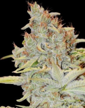 Variedad Furious Candy