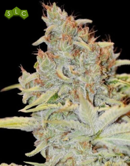 Variedad Furious Candy