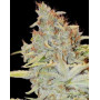 Variedad Furious Candy