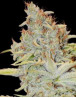 Variedad Furious Candy
