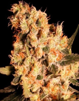 Jamaican Dream - Regalos con tu Compra