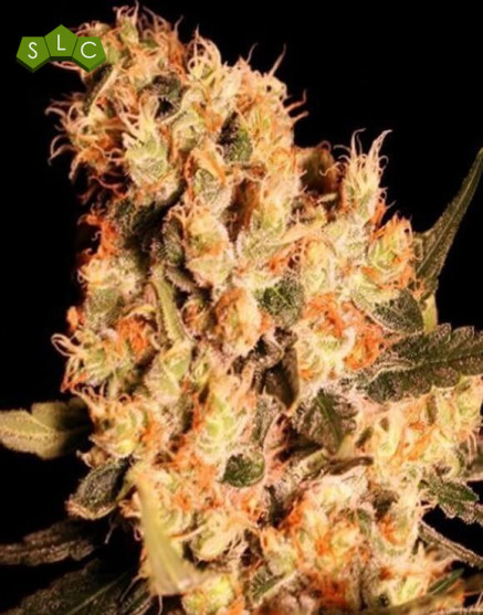 Jamaican Dream - Regalos con tu Compra