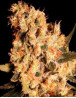 Jamaican Dream - Regalos con tu Compra