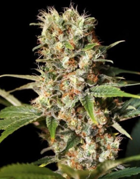 Variedad Missing in Barcelona