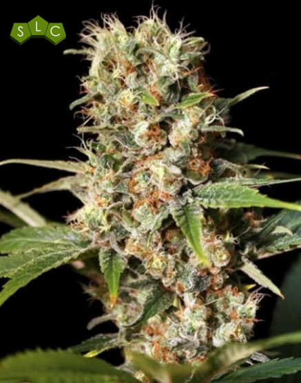Variedad Missing in Barcelona