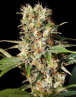 Variedad Missing in Barcelona
