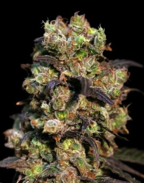 Pink Plant Feminizada