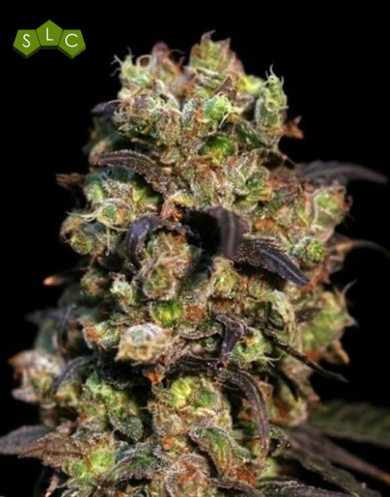 Pink Plant Feminizada