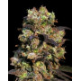 Pink Plant Feminizada