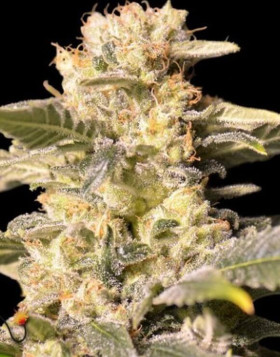 TNT Kush CBD - Ratio CBD:THC 1:1 - Semillas en OFERTA - SLC