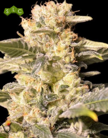 TNT Kush CBD - Ratio CBD:THC 1:1 - Semillas en OFERTA - SLC