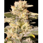 TNT Kush CBD - Ratio CBD:THC 1:1 - Semillas en OFERTA - SLC