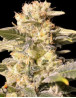 TNT Kush CBD - Ratio CBD:THC 1:1 - Semillas en OFERTA - SLC
