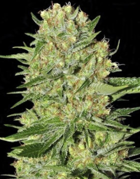 Veneno Marihuana Feminizada de Eva Seeds - OFERTA