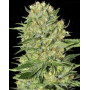 Veneno Marihuana Feminizada de Eva Seeds - OFERTA